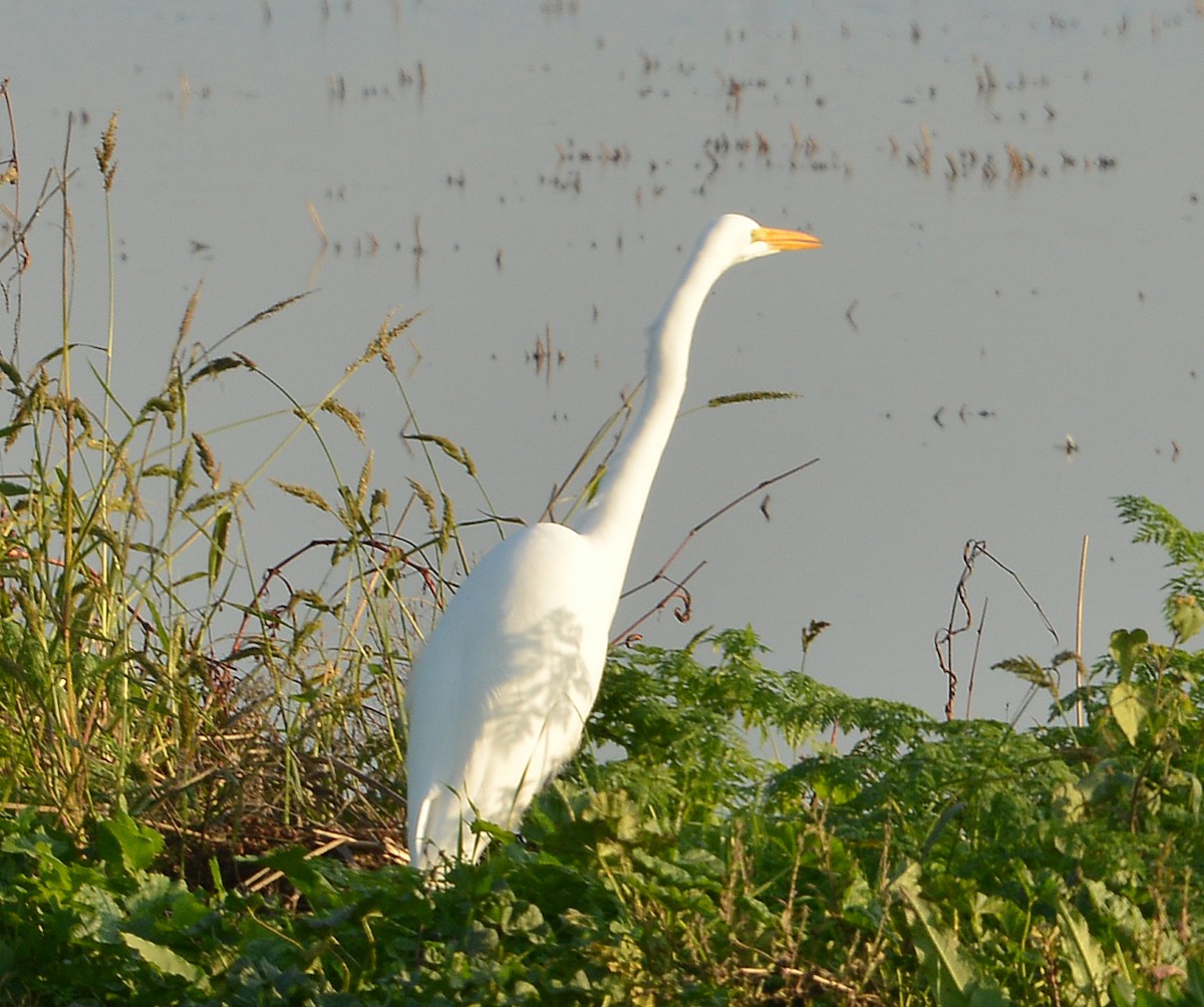 Büyük Ak Balıkçıl - ML646430420