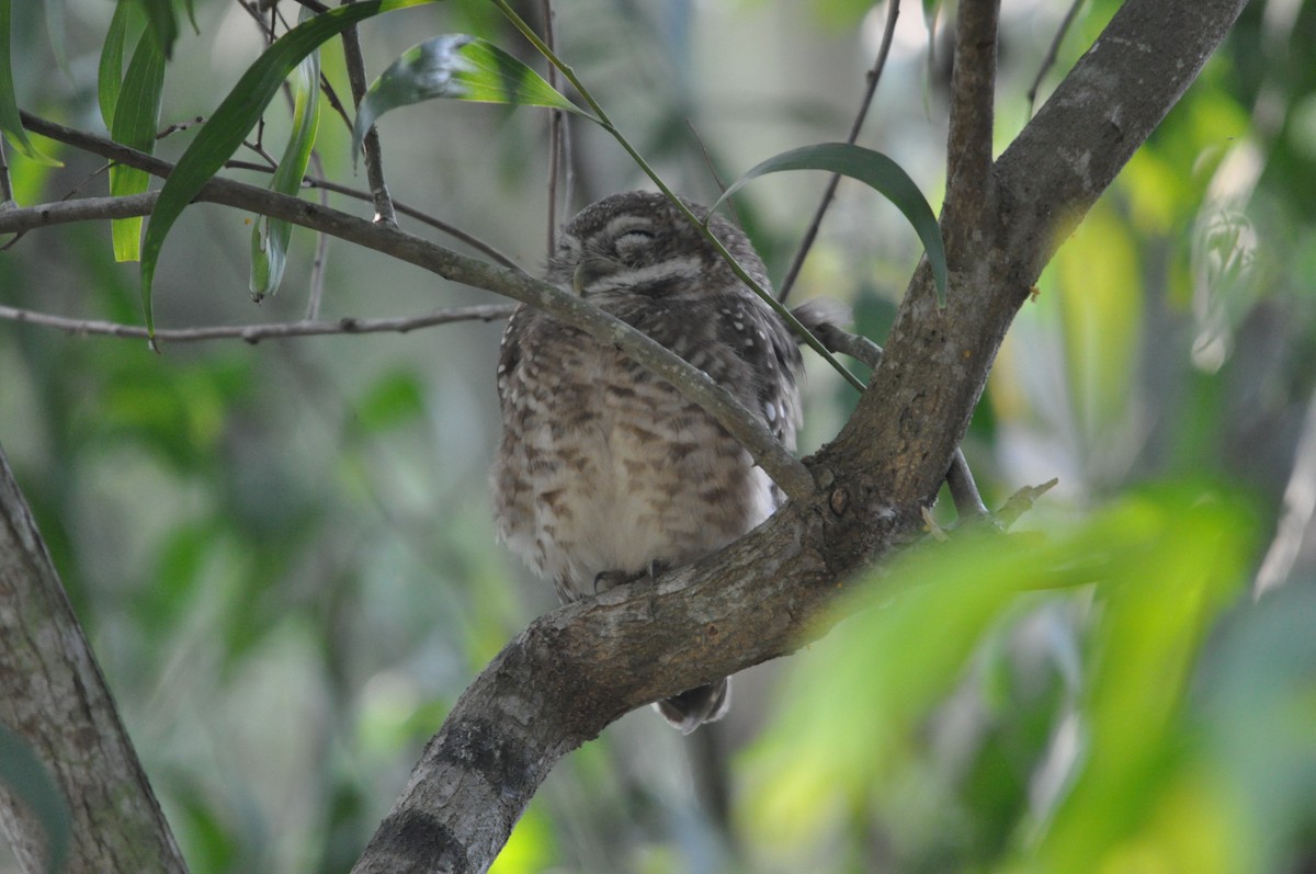 Hint Kukumavı - ML646430421