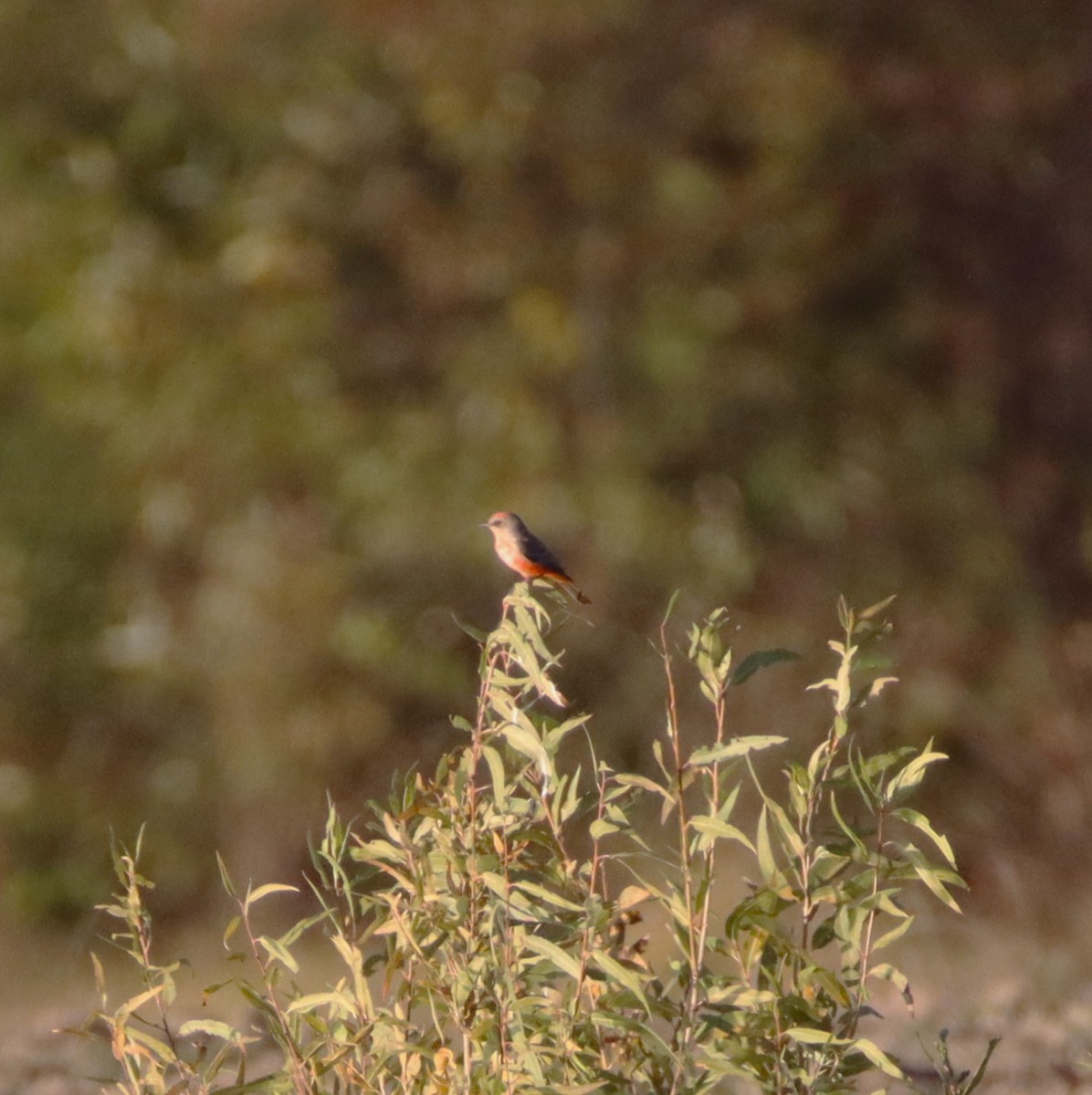Ateş Renkli Sinekkapan - ML646430422