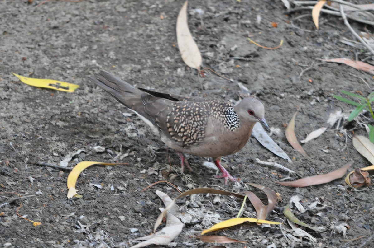 Küpeli Üveyik - ML646430423