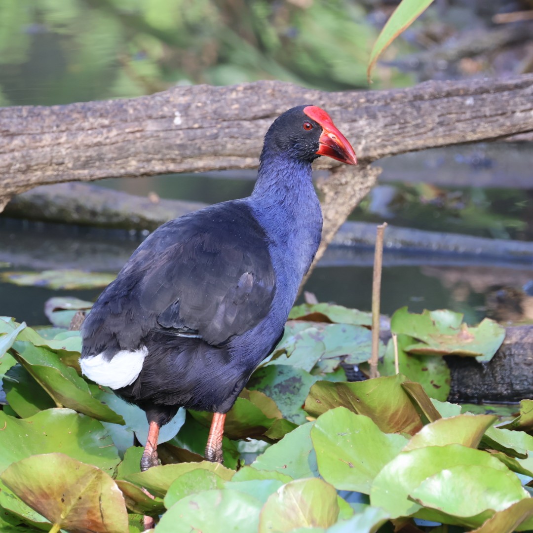 Australasian Swamphen - ML646430425