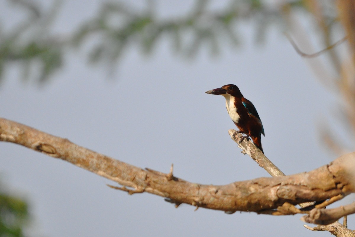 White-throated Kingfisher - ML646430428