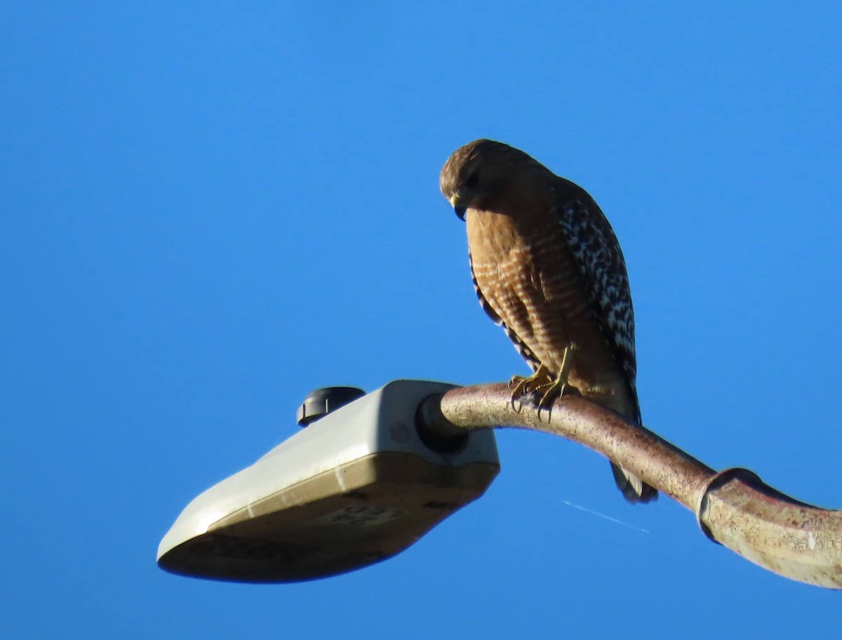 Red-shouldered Hawk - ML646430432