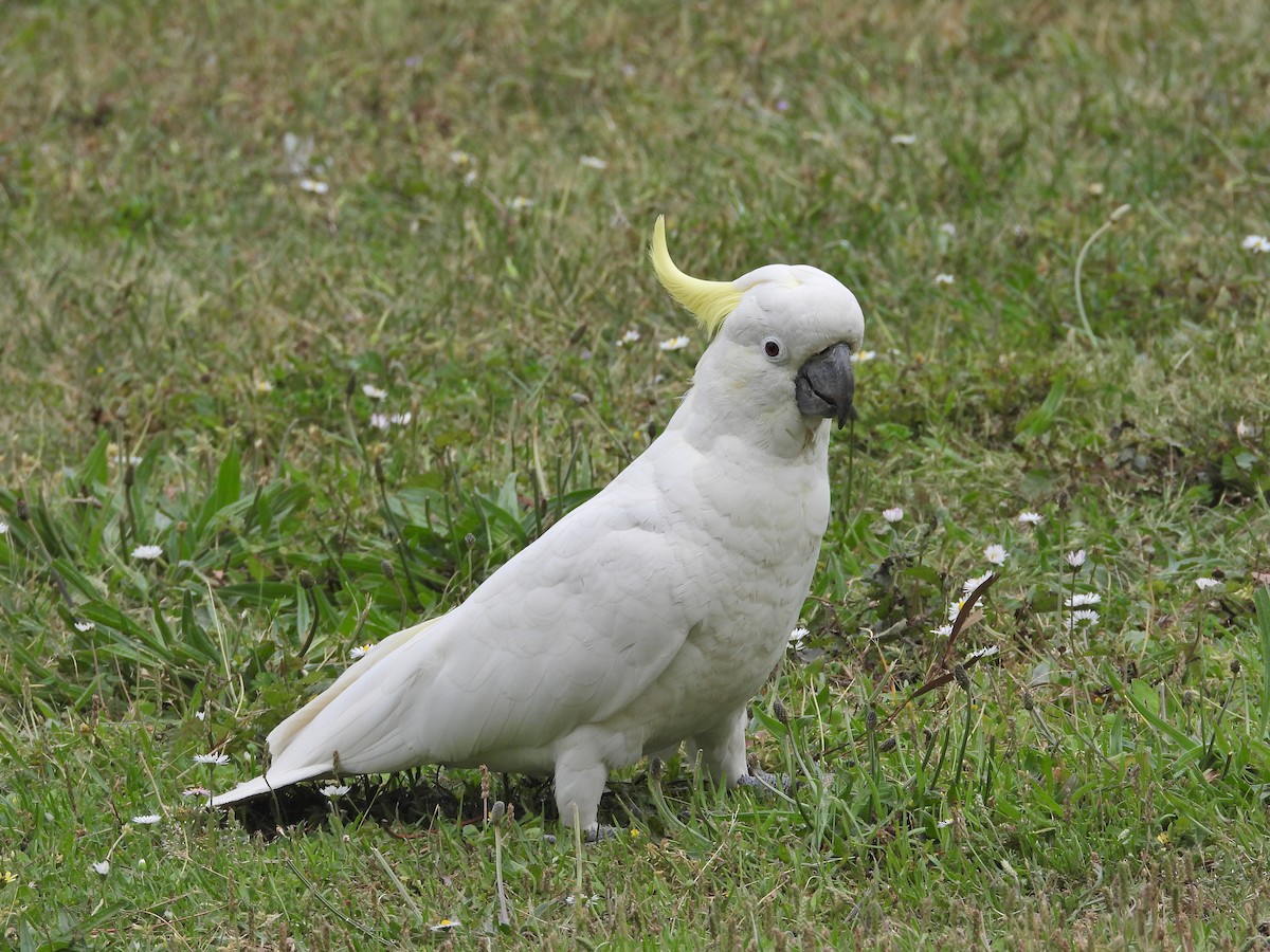 Sulphur-crested Cockatoo - ML646430433