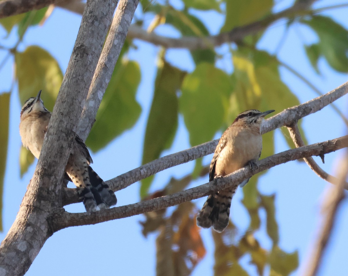 Russet-naped Wren - ML646430434
