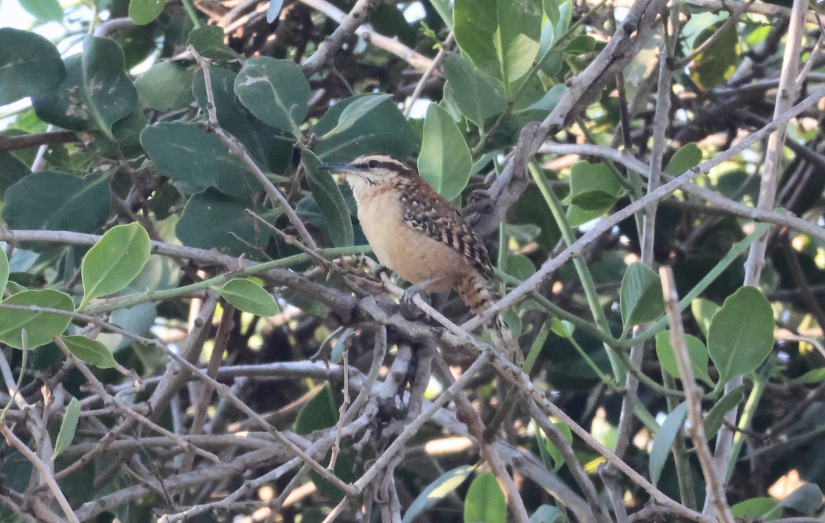 Russet-naped Wren - ML646430435