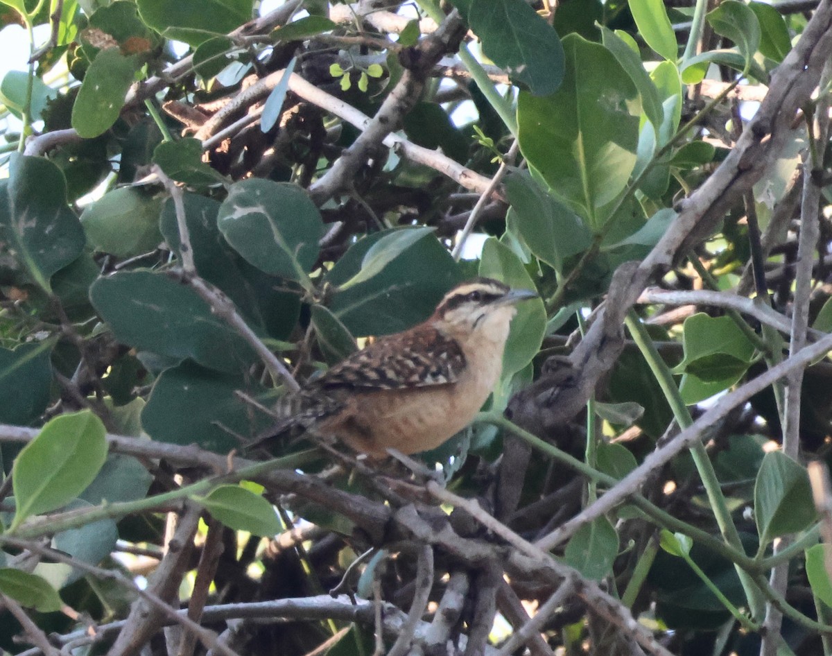Russet-naped Wren - ML646430436