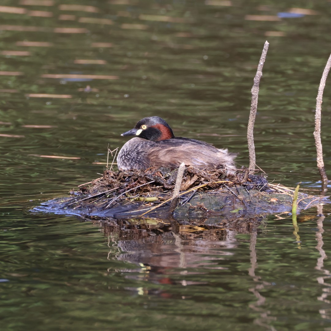 Australasian Grebe - ML646430437