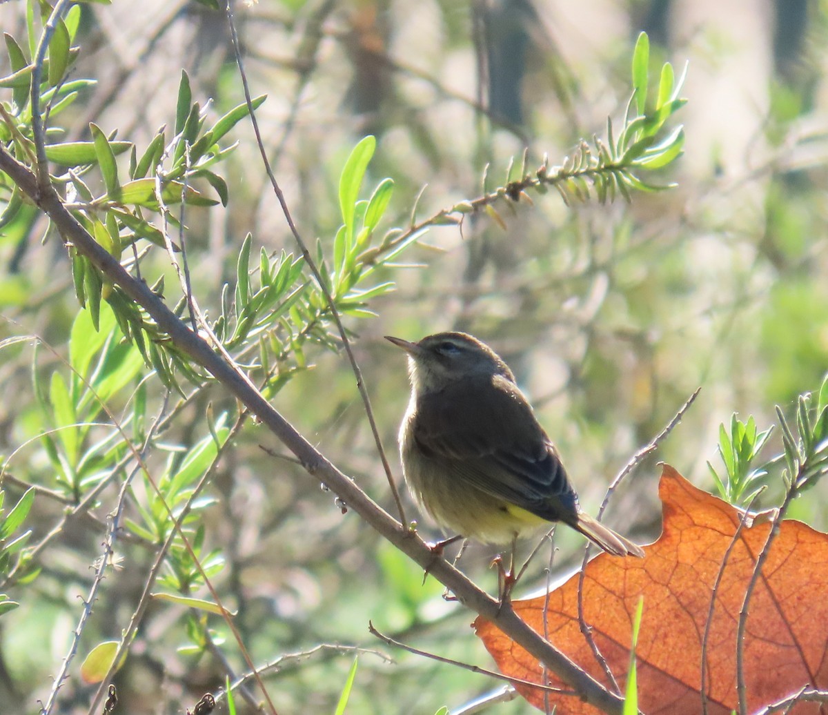 Palm Warbler - ML646430438