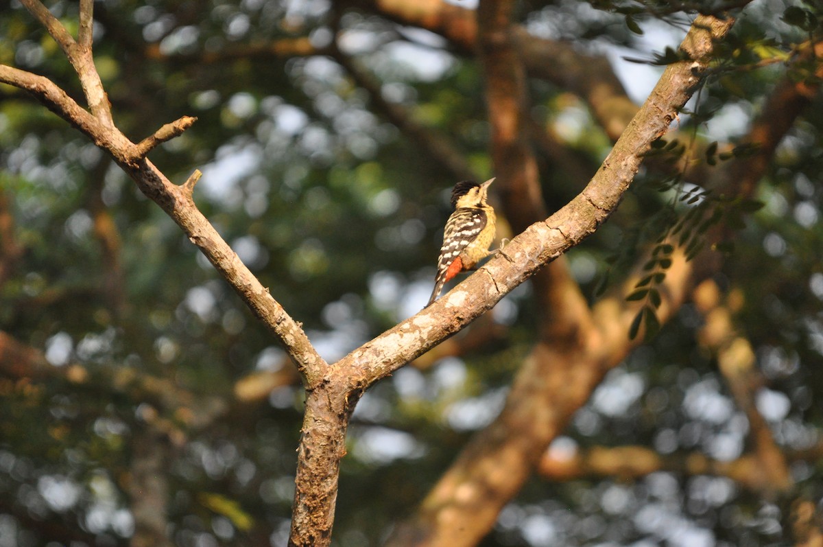 コモンアカゲラ - ML646430446