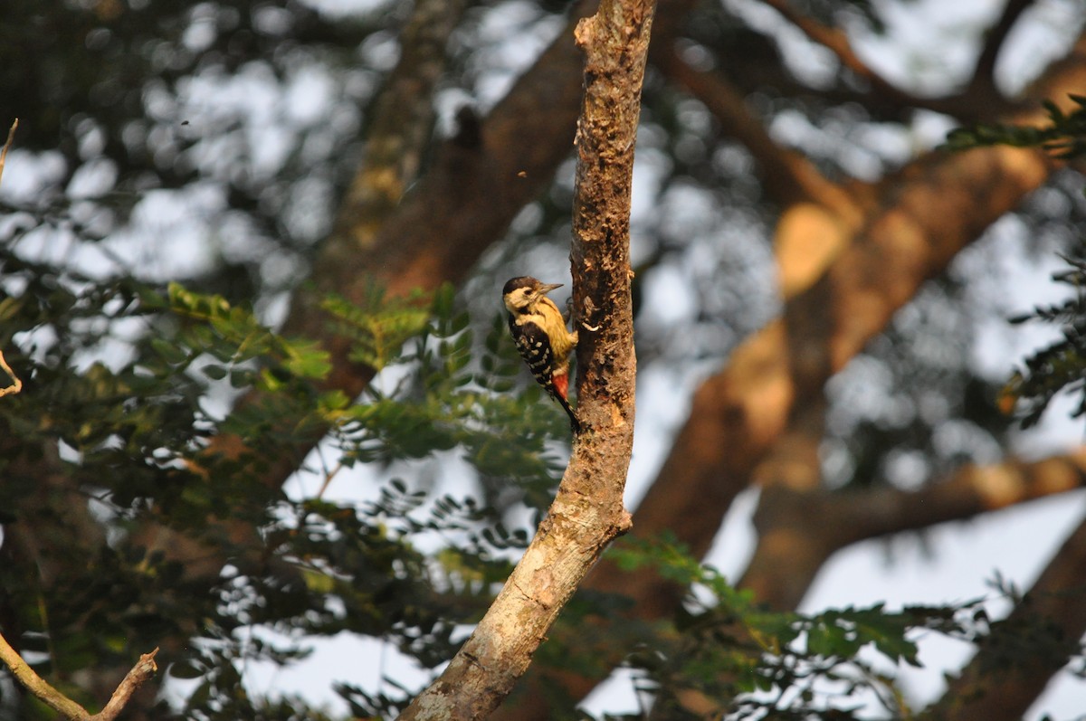 Fulvous-breasted Woodpecker - ML646430447