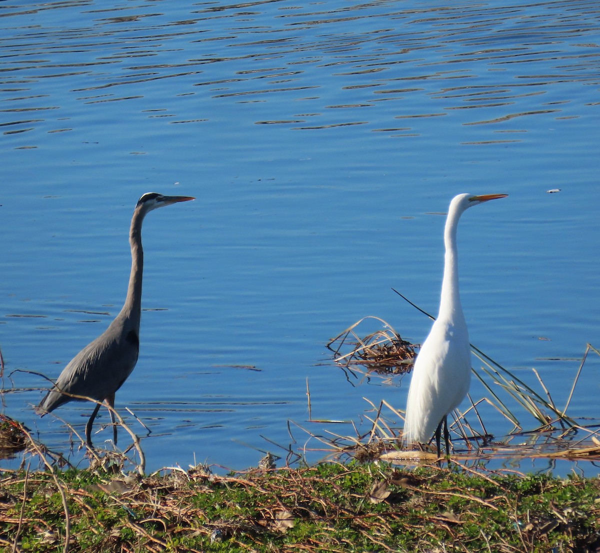 ダイサギ - ML646430448