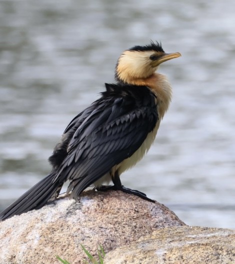 シロハラコビトウ - ML646430449