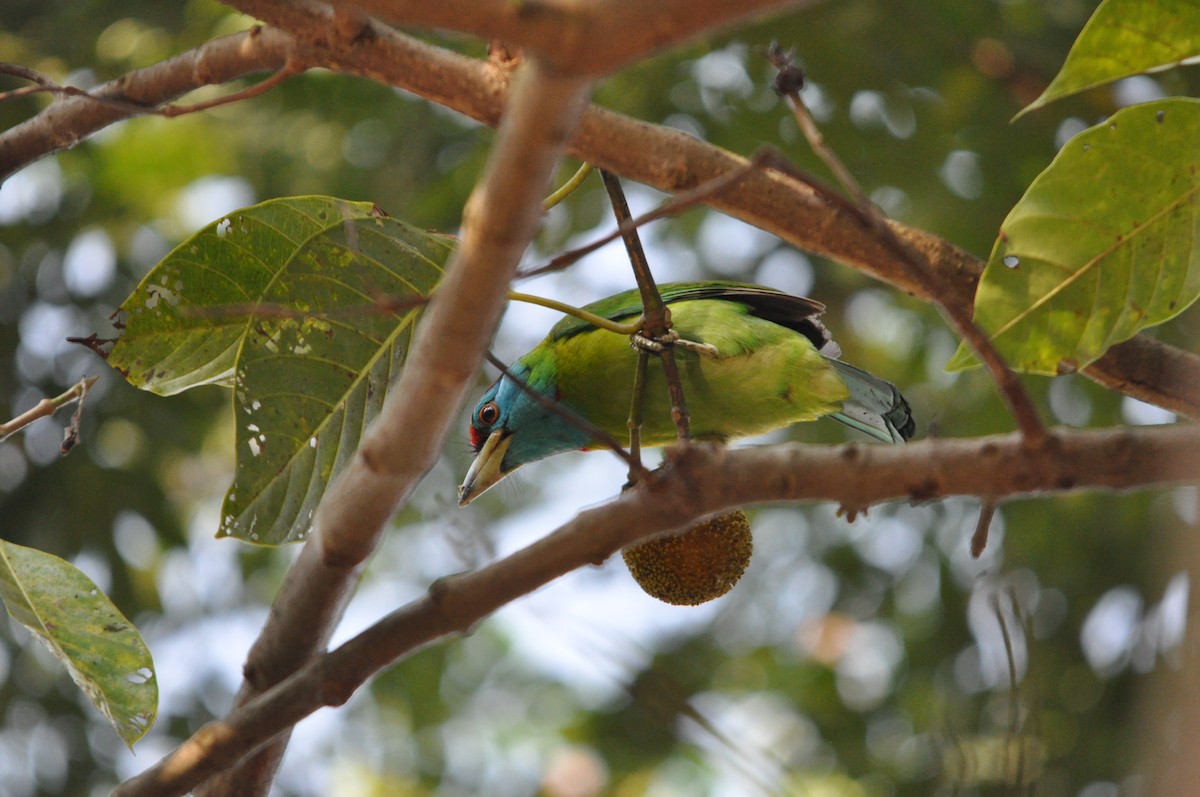 Blue-throated Barbet - ML646430451