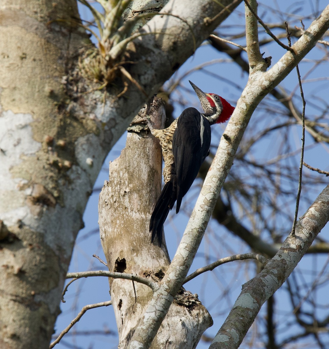 シマクマゲラ - ML646430452