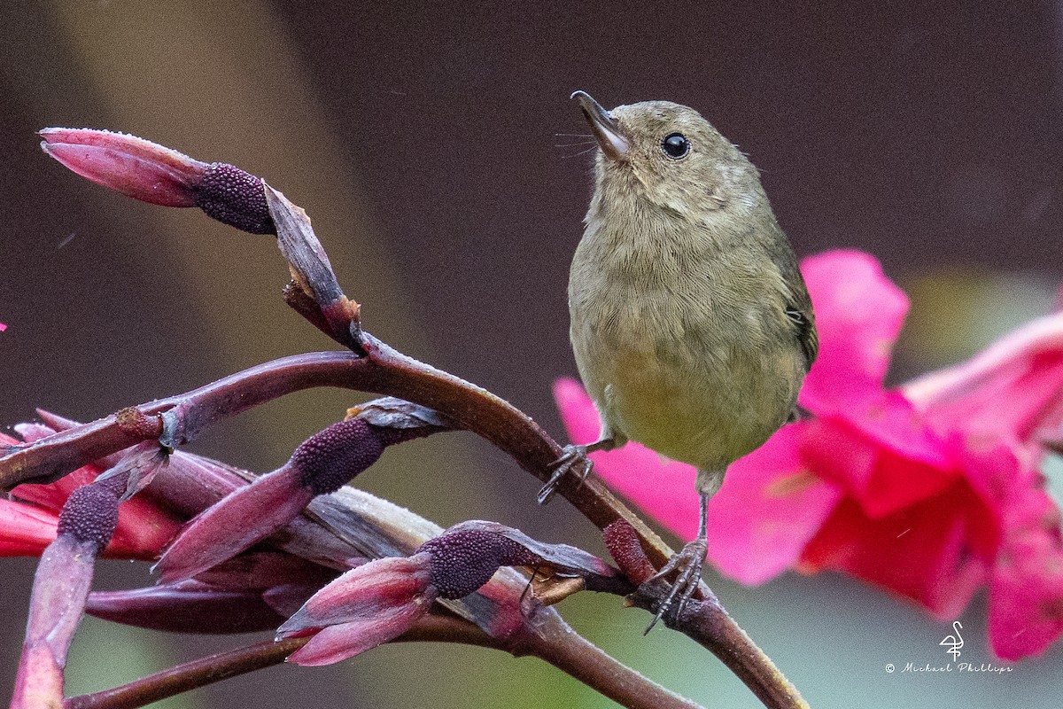 ウスズミハナサシミツドリ - ML646430453