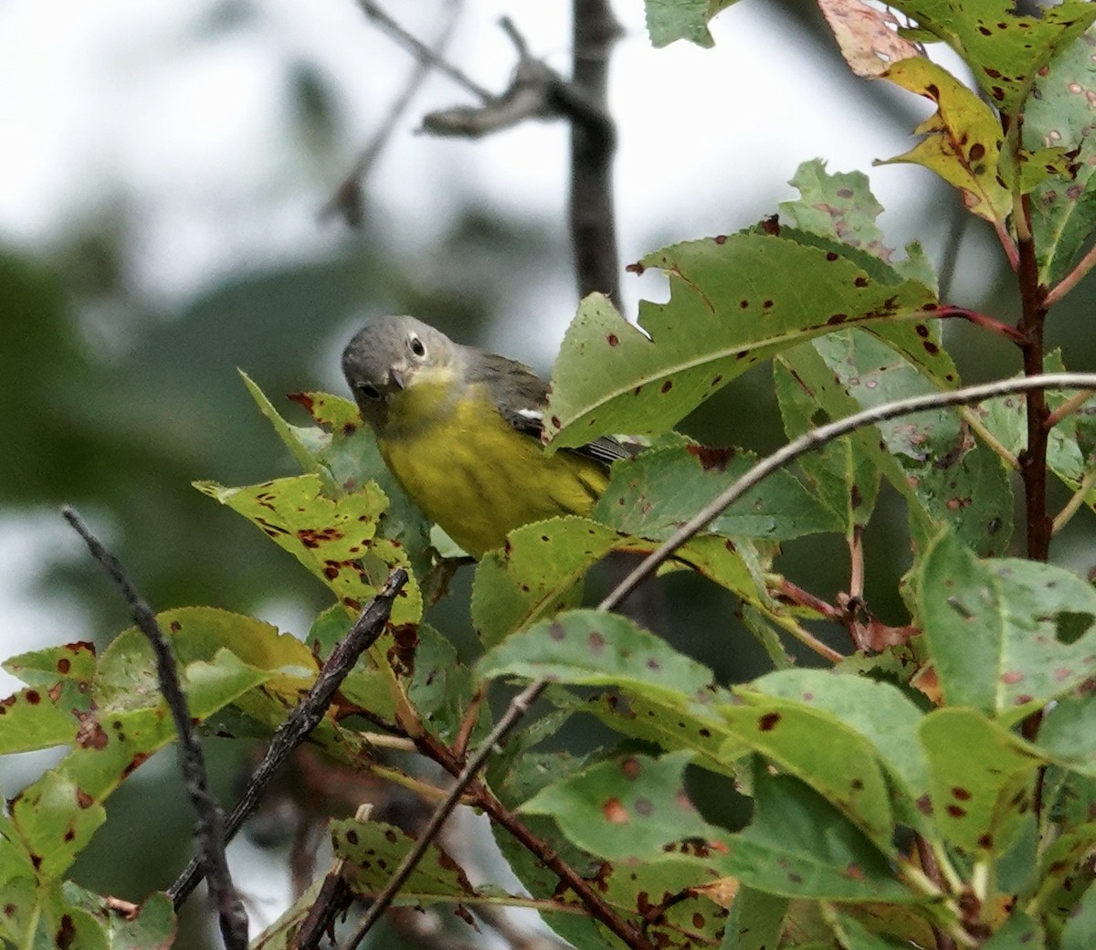 Magnolia Warbler - ML646430455