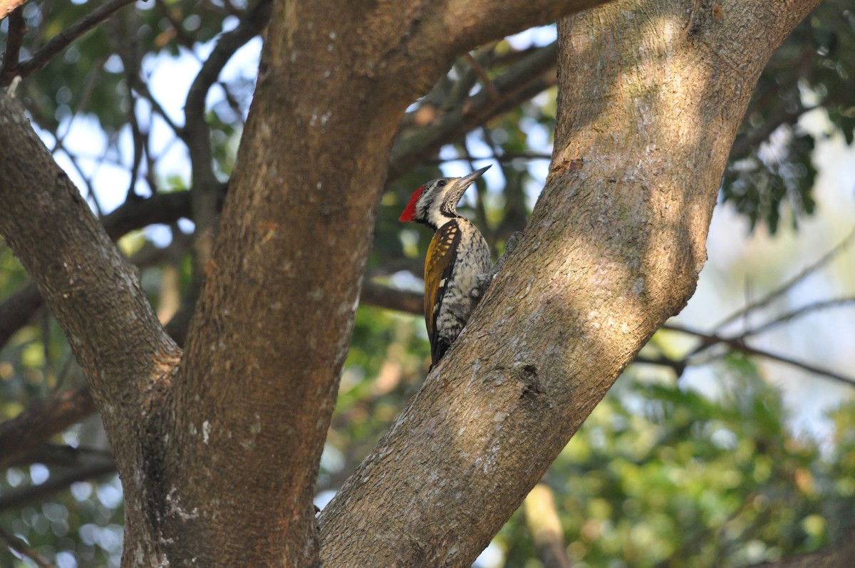Black-rumped Flameback - ML646430456