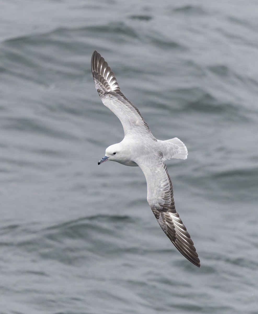 Southern Fulmar - ML646430457