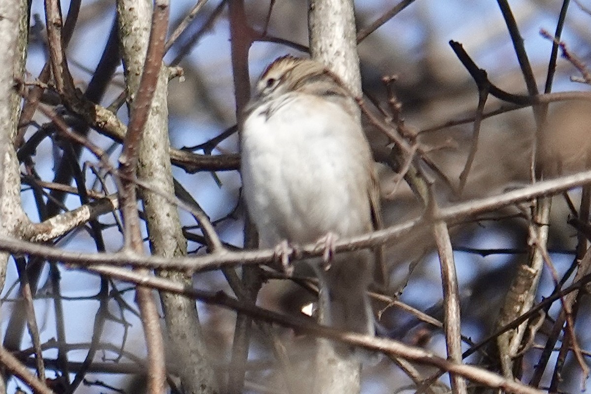 Lark Sparrow - ML646430459