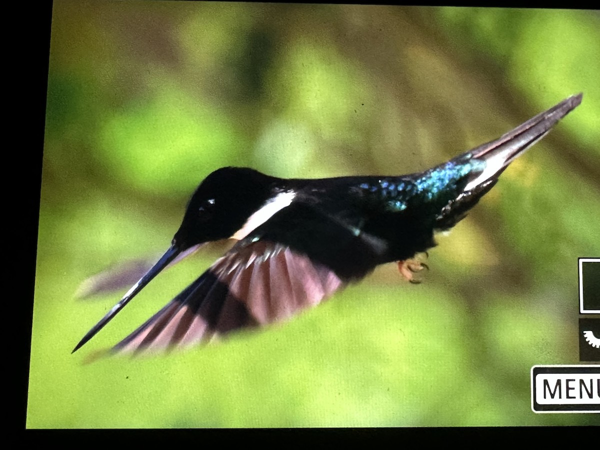 Collared Inca - ML646430460