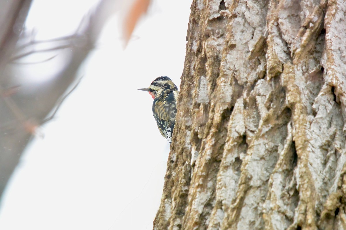 Yellow-bellied Sapsucker - ML646430461