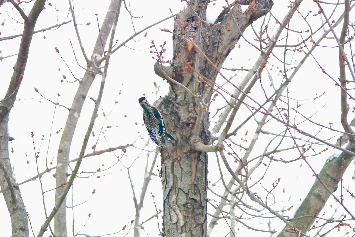 Yellow-bellied Sapsucker - ML646430462