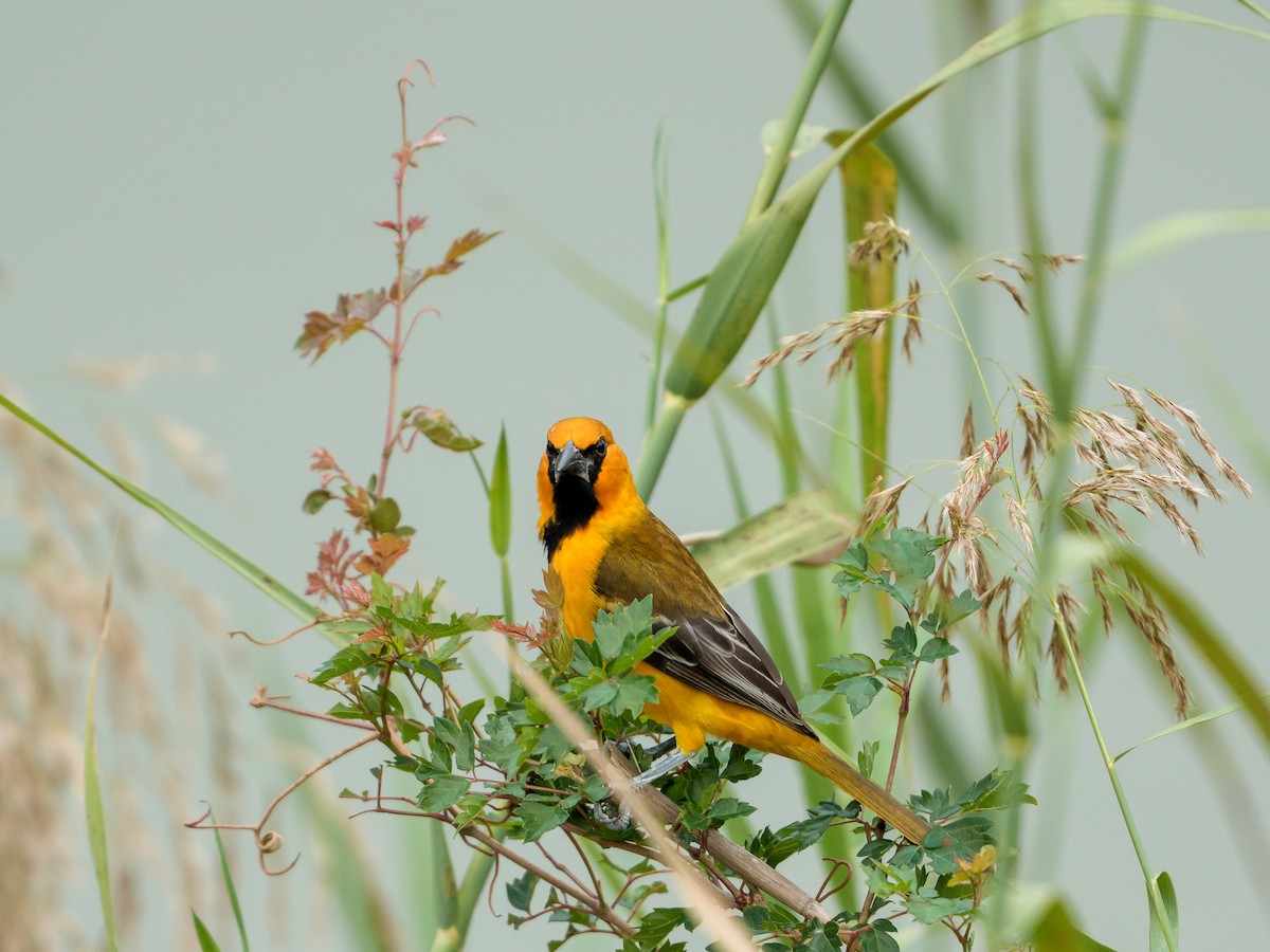Altamira Oriole - ML646430463