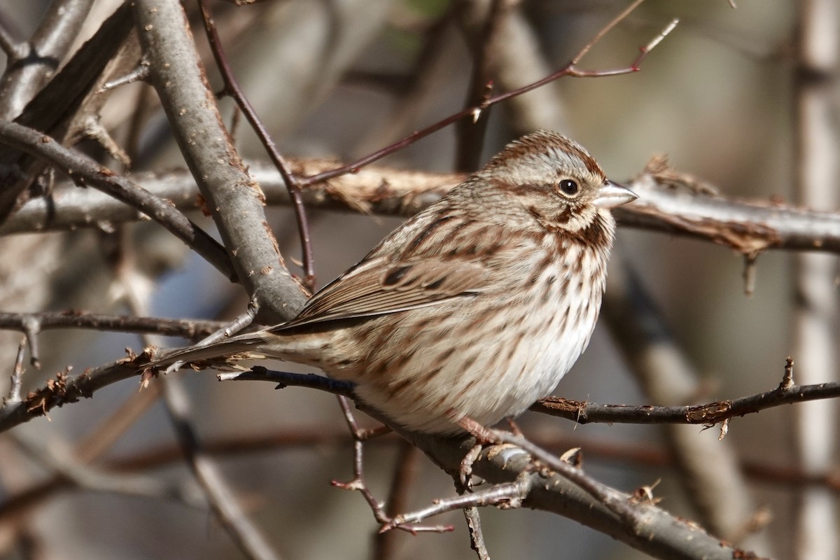 Song Sparrow - ML646430464