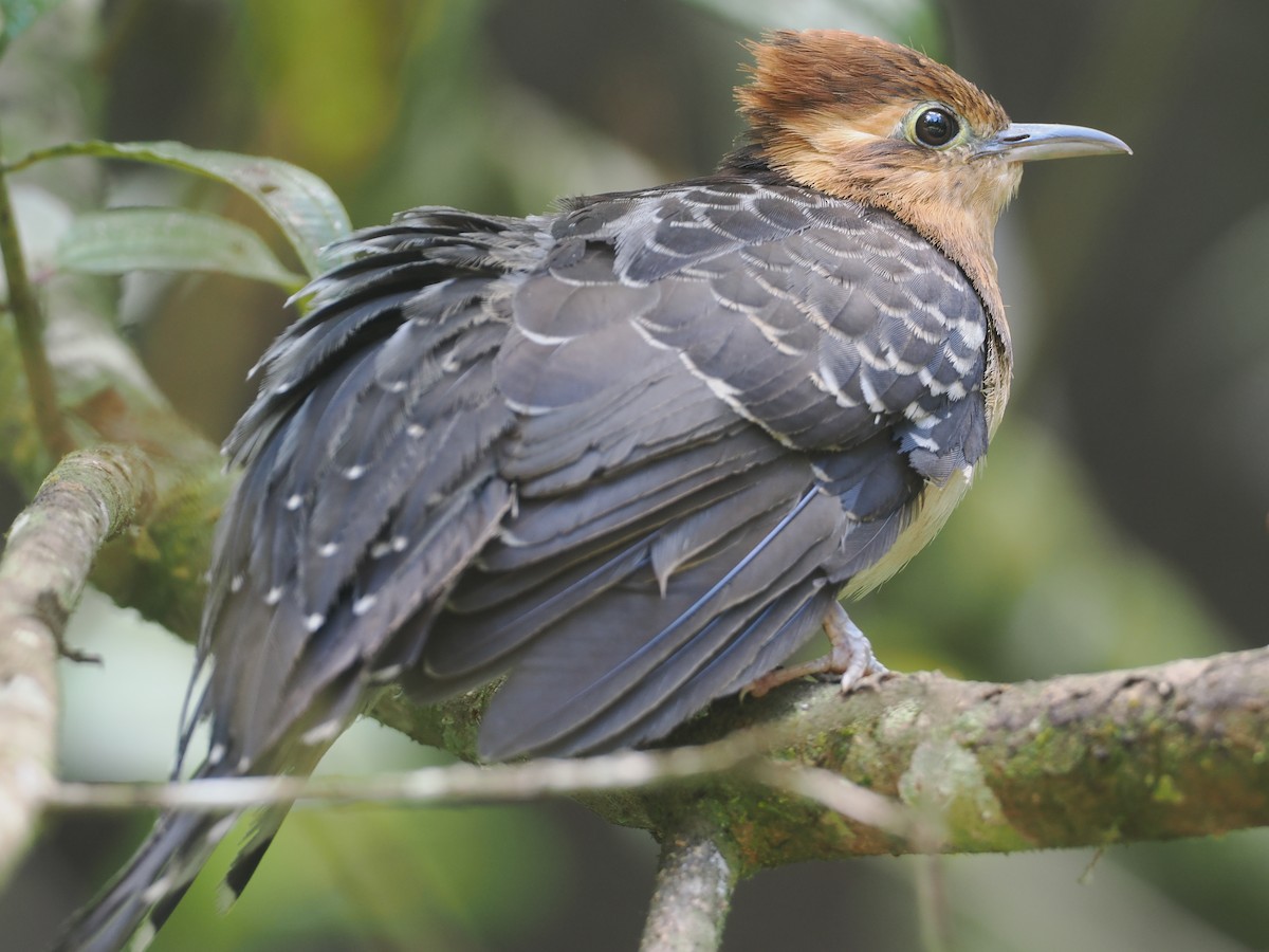 Pavonine Cuckoo - ML646430465