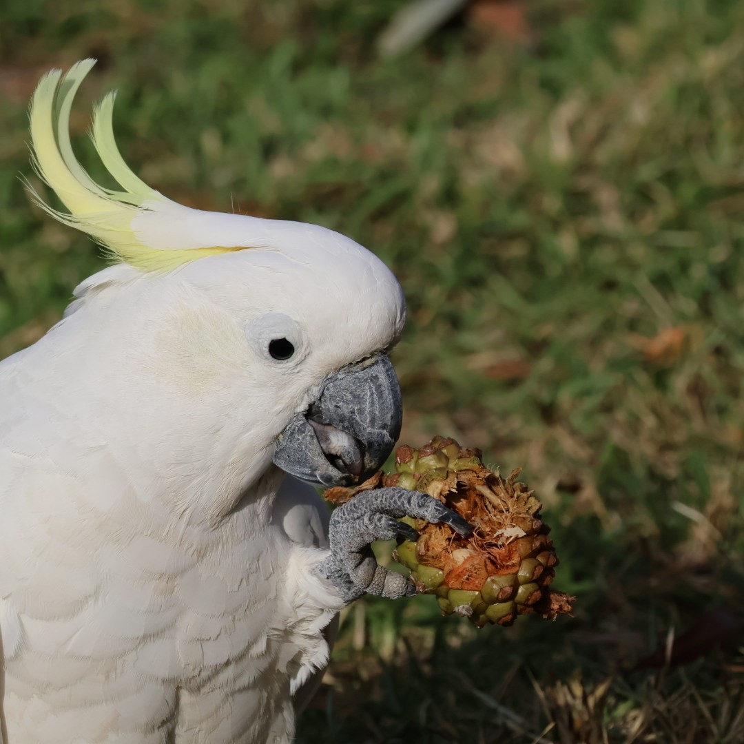 Sulphur-crested Cockatoo - ML646430468