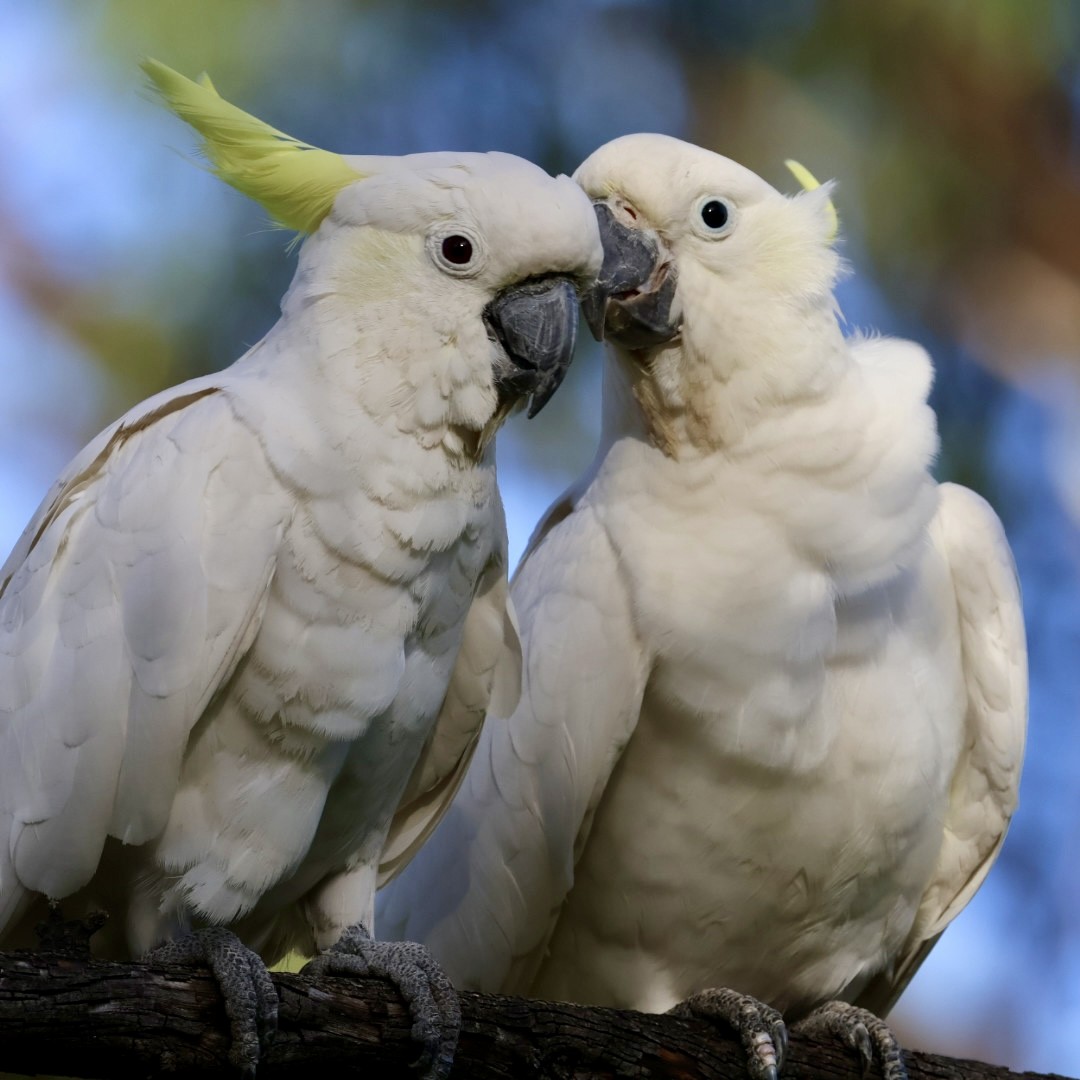 Sulphur-crested Cockatoo - ML646430469