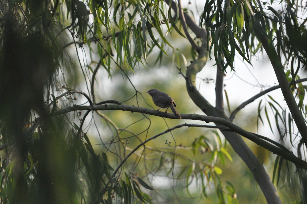 Jungle Babbler - ML646430470