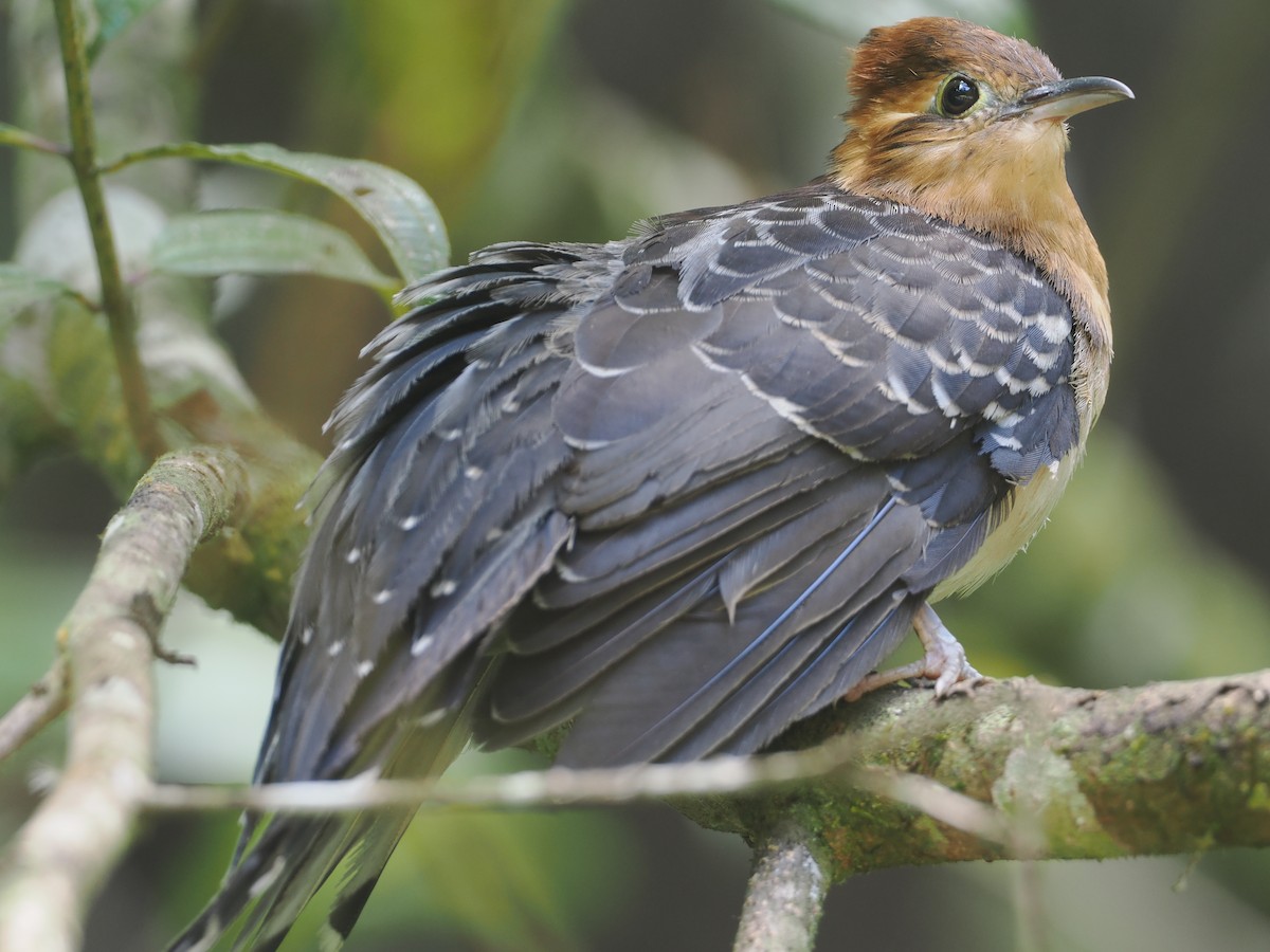 Pavonine Cuckoo - ML646430472