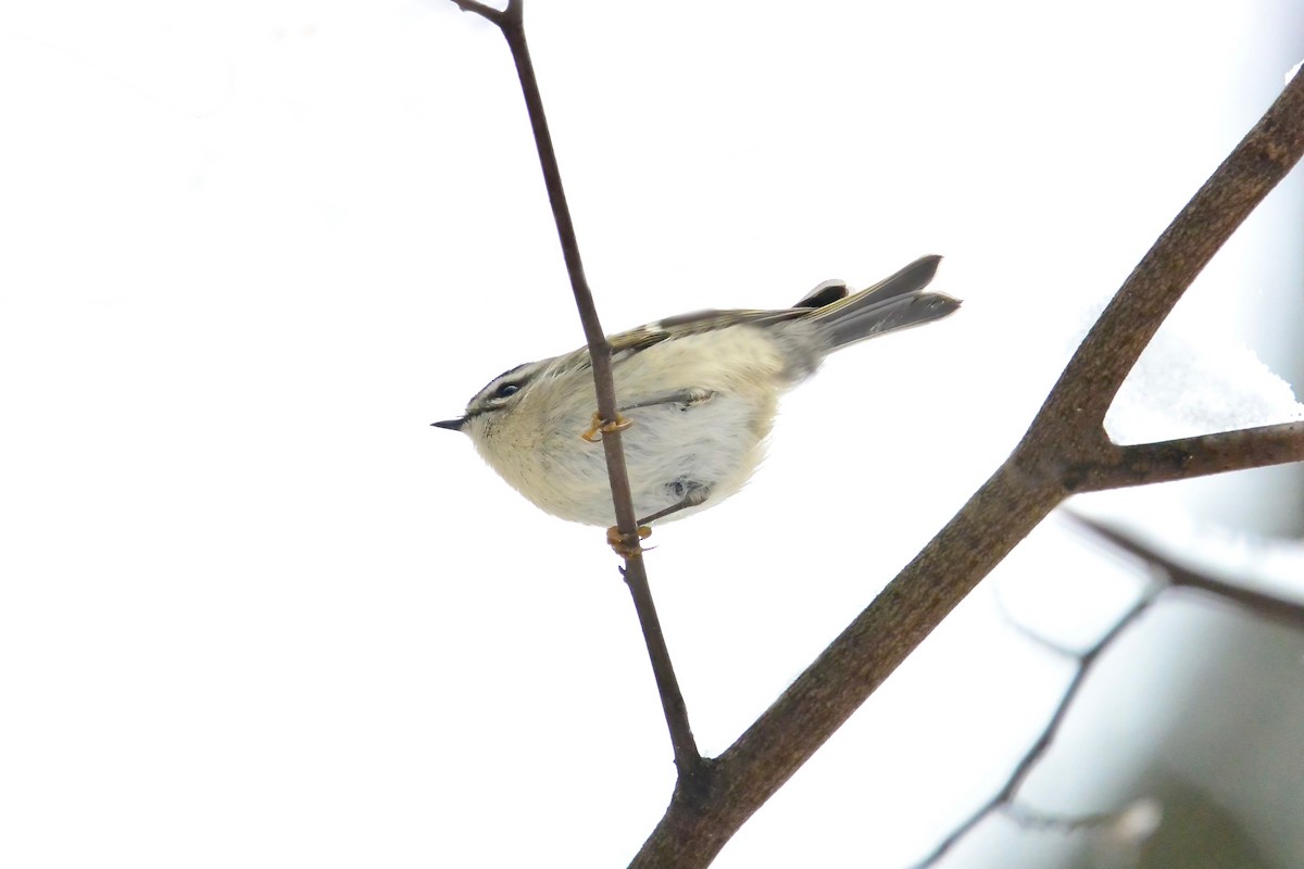 Golden-crowned Kinglet - ML646430473