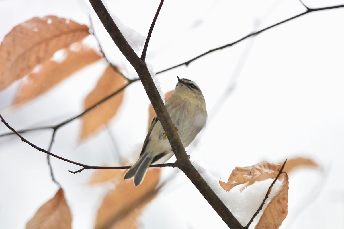 Golden-crowned Kinglet - ML646430474