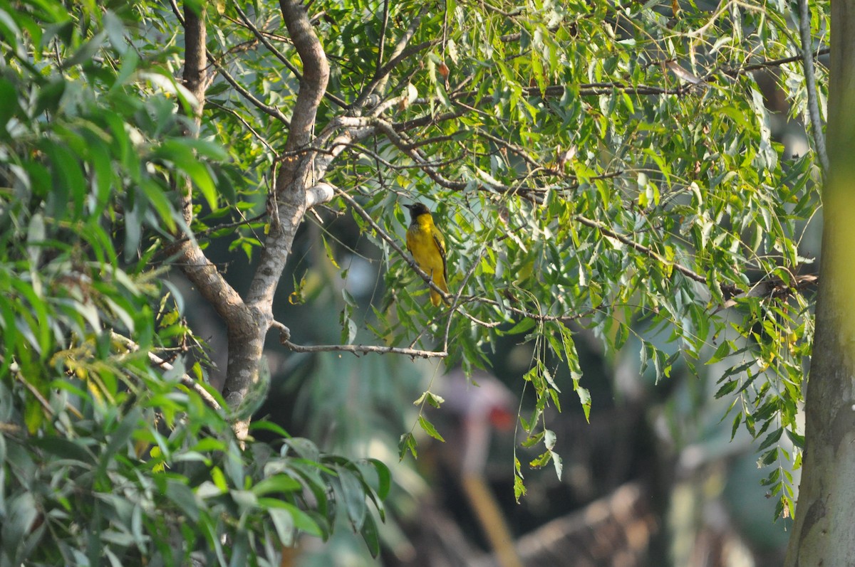 Black-hooded Oriole - ML646430477