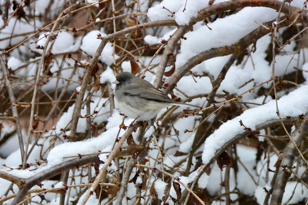 Dark-eyed Junco - ML646430478