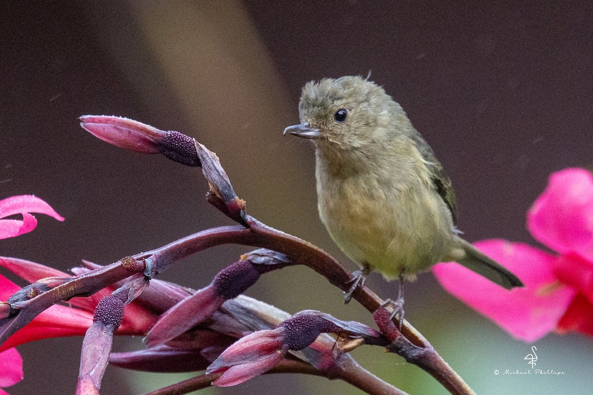 Slaty Flowerpiercer - ML646430479