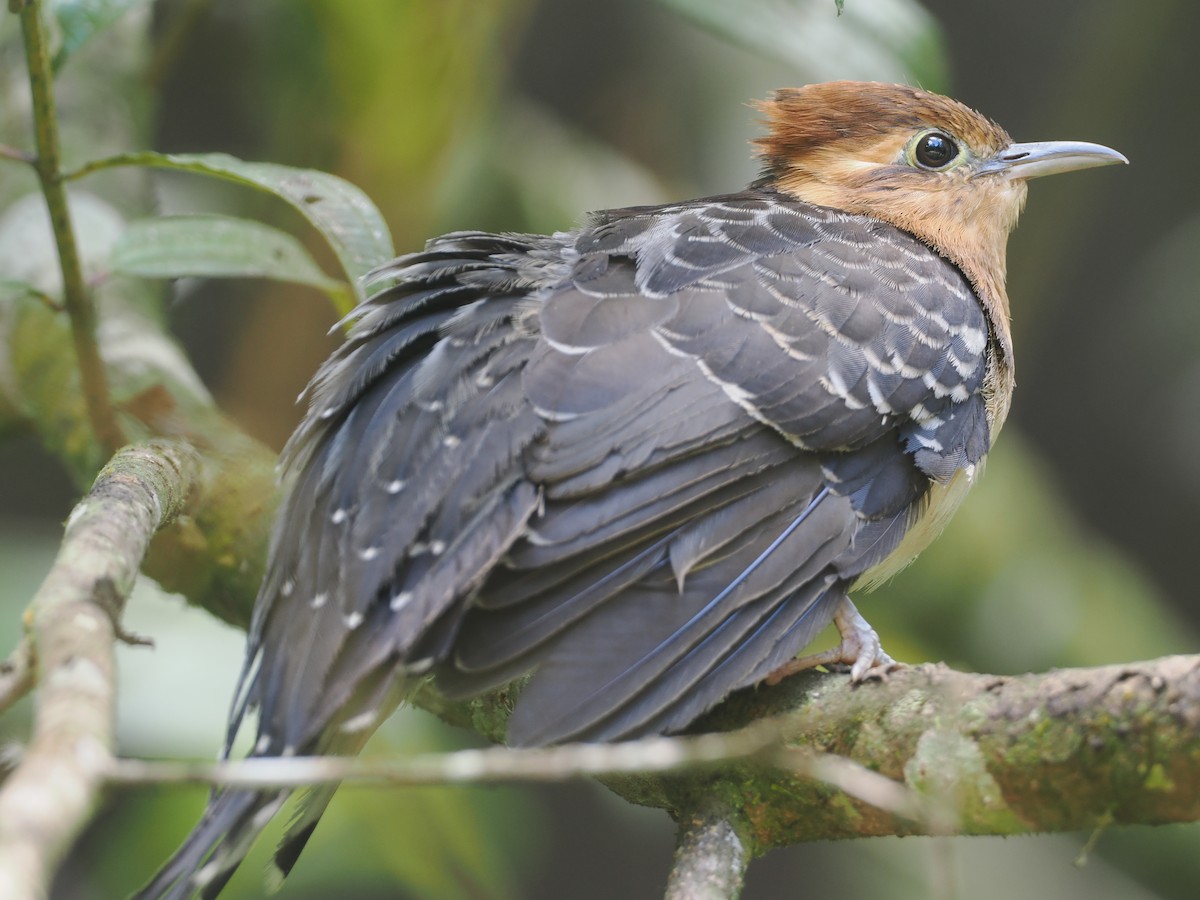 Pavonine Cuckoo - ML646430481