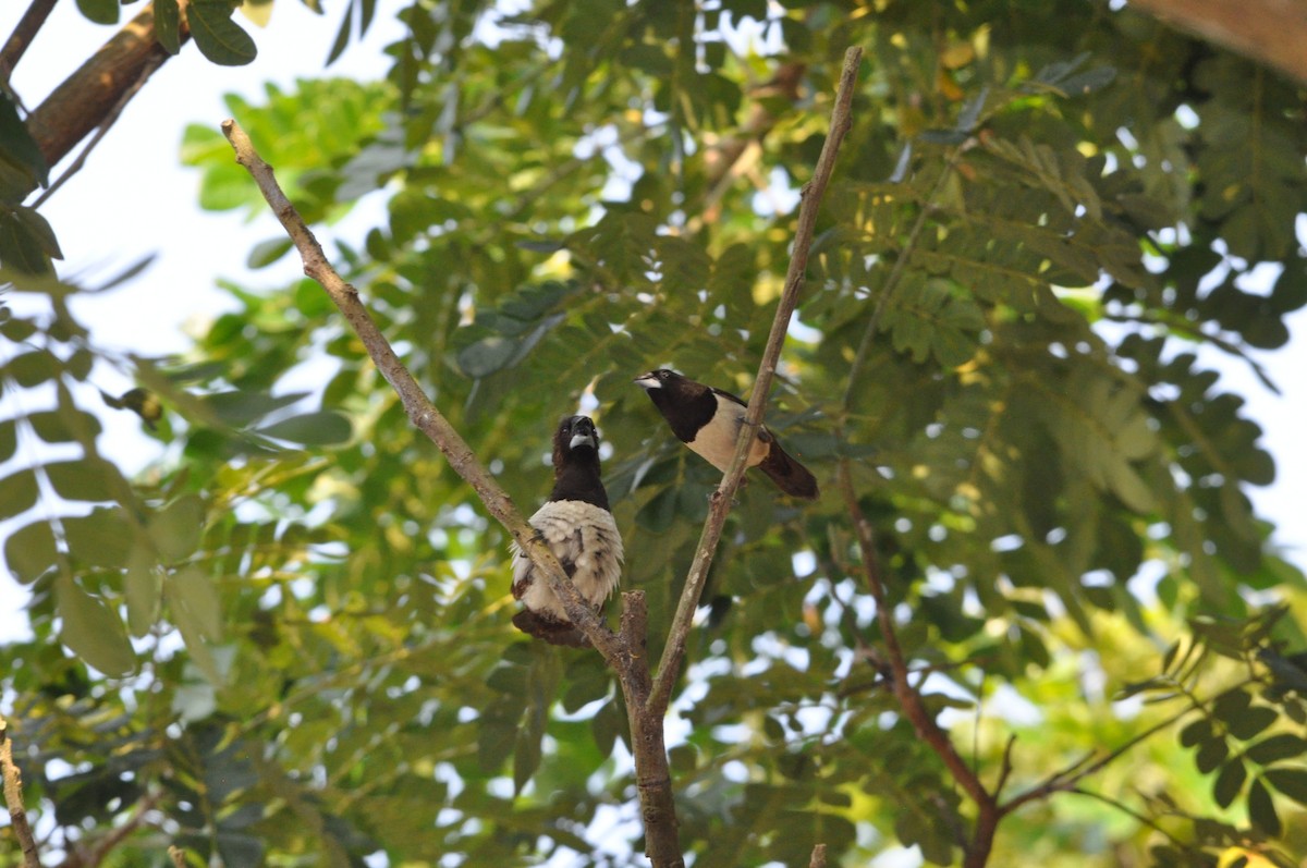 White-rumped Munia - ML646430482