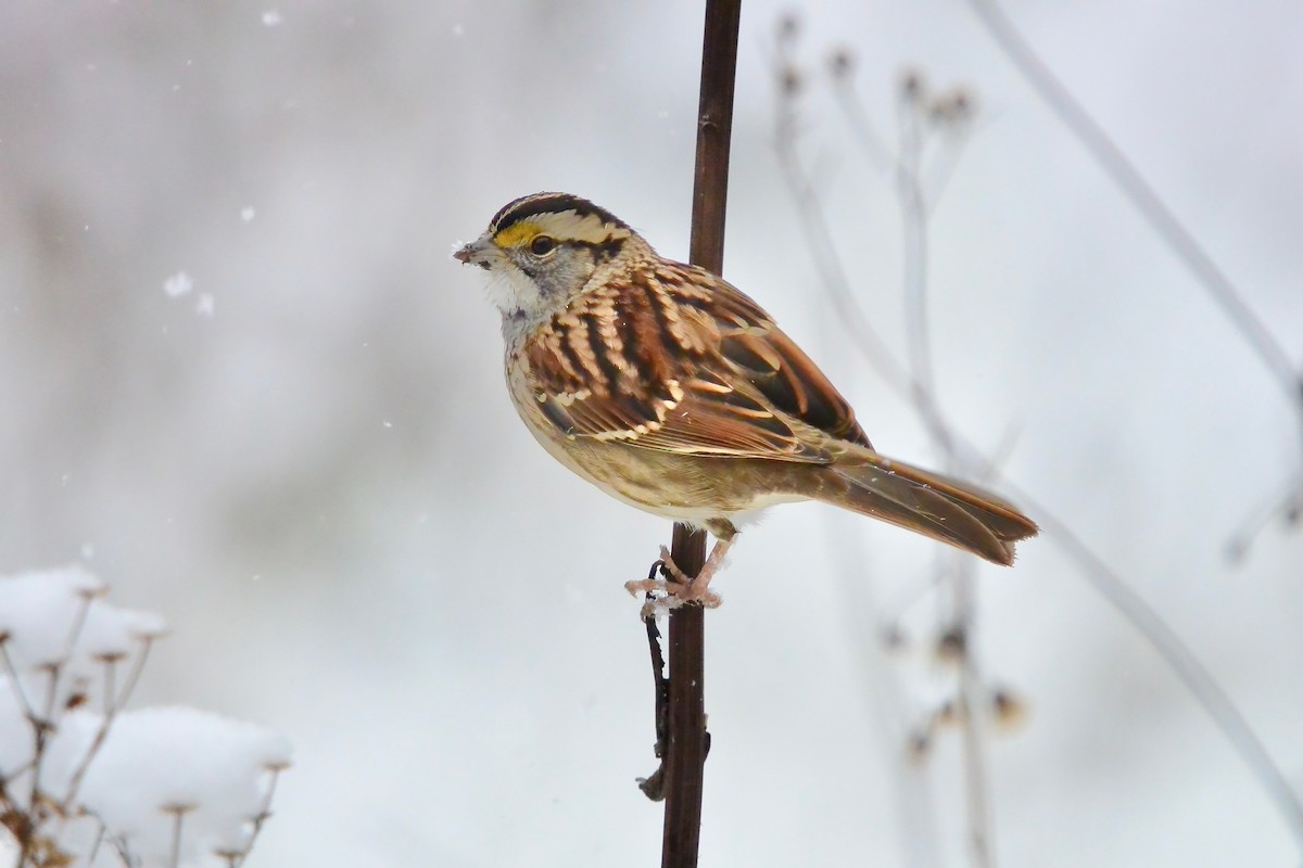White-throated Sparrow - ML646430483