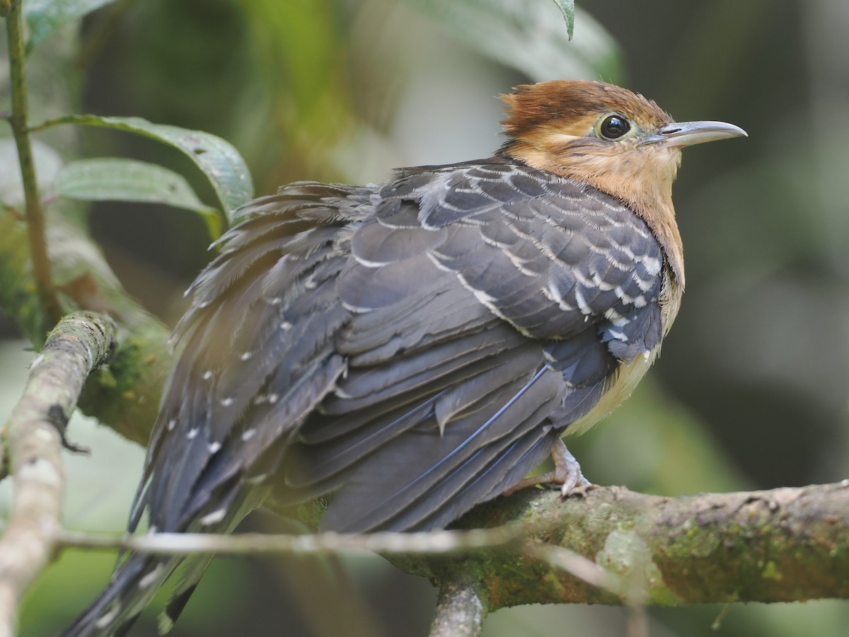 Pavonine Cuckoo - ML646430485