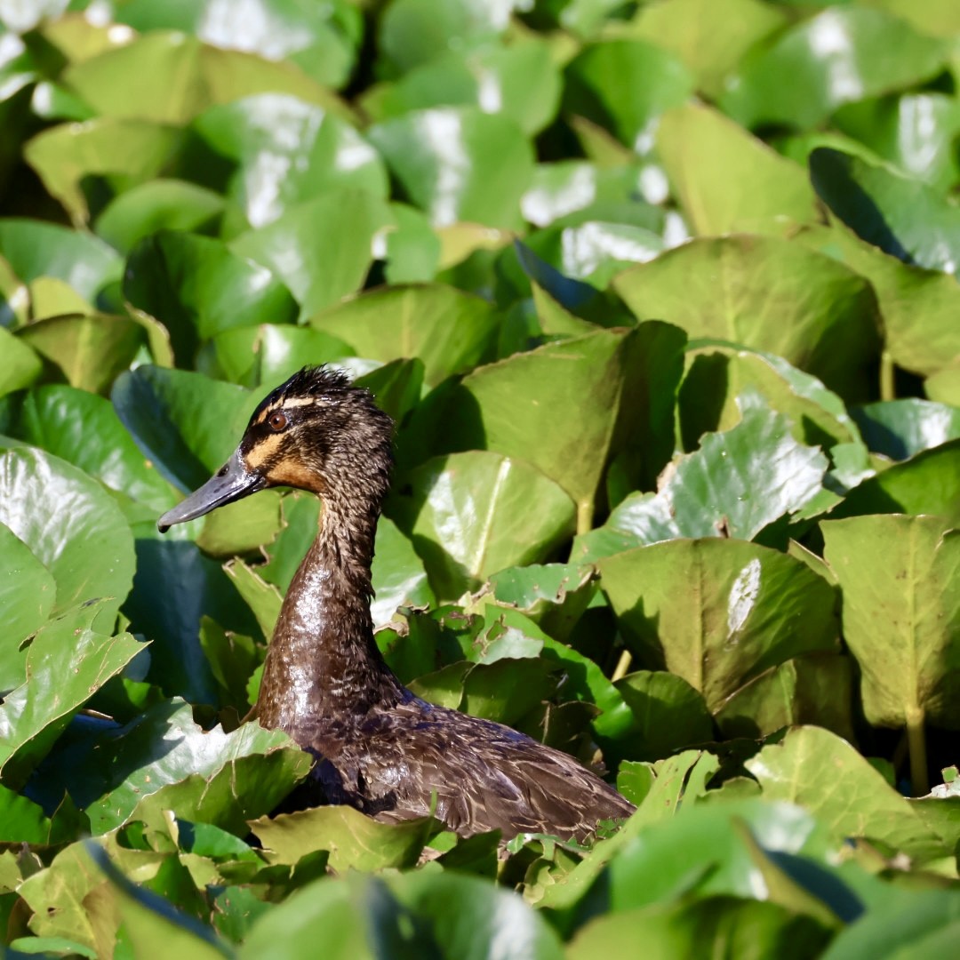 Pacific Black Duck - ML646430486