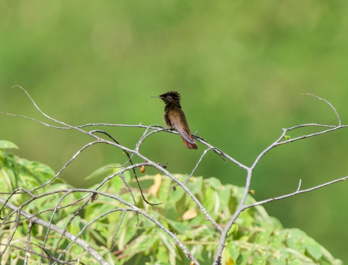 Ruby-topaz Hummingbird - ML646430487