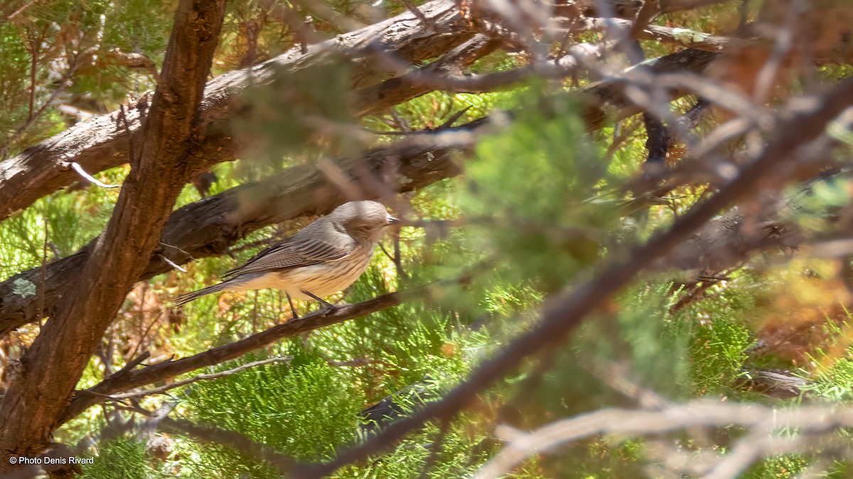 Rufous Whistler - ML646430491