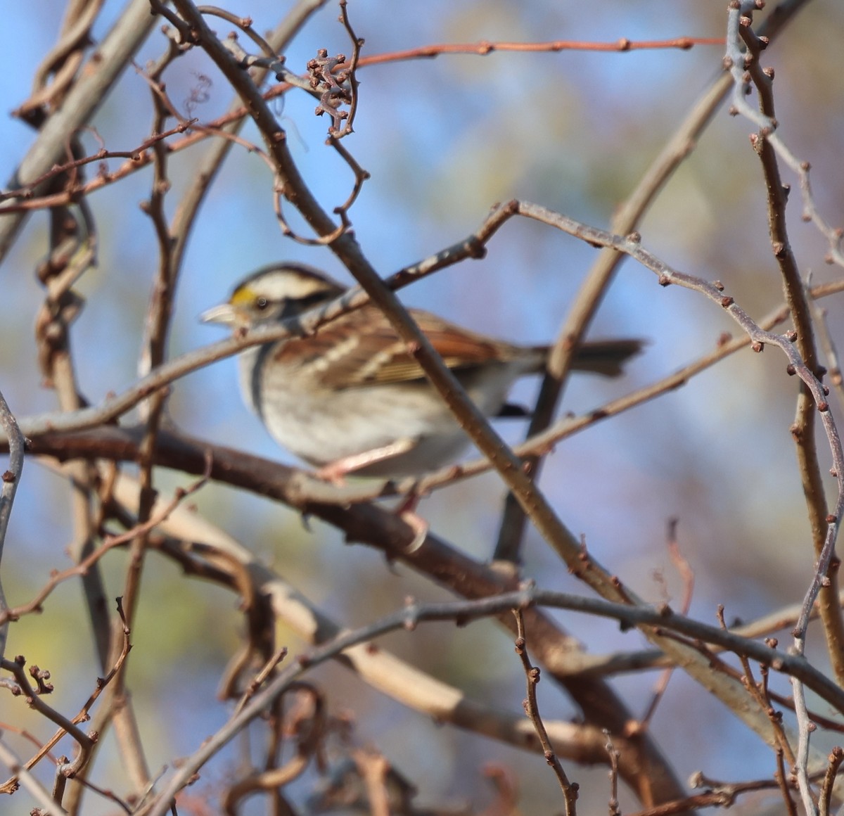 White-throated Sparrow - ML646430492
