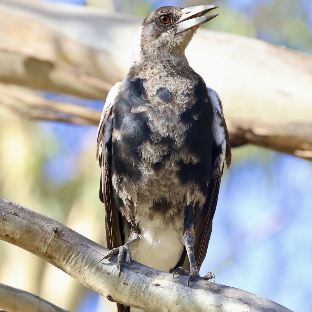 Australian Magpie - ML646430494
