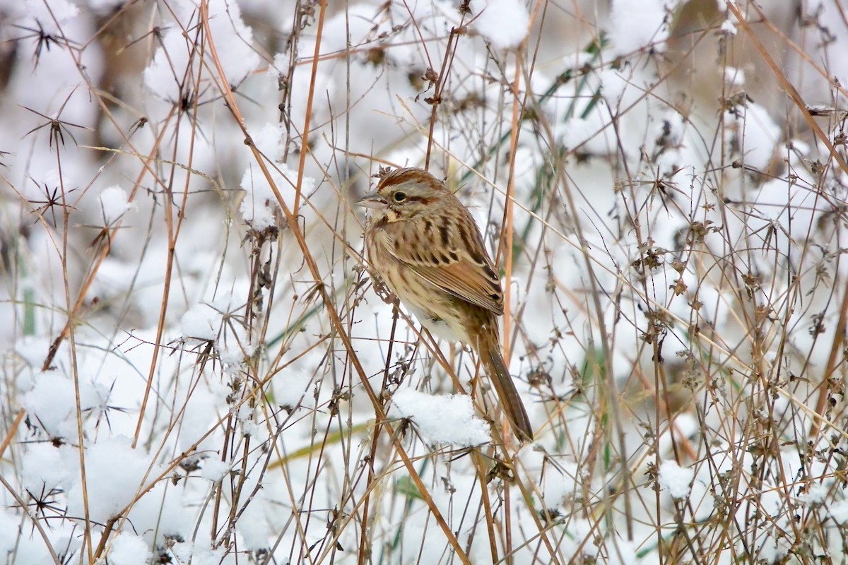 Song Sparrow - ML646430495