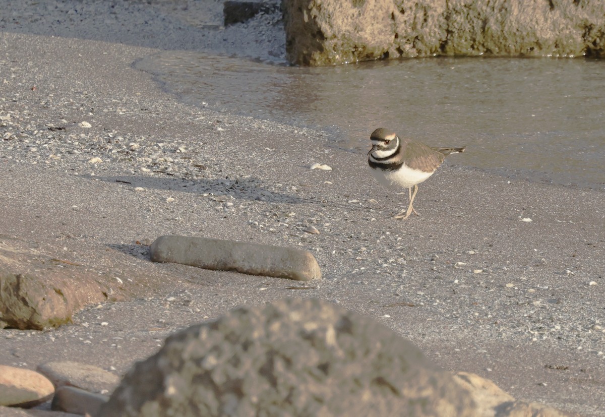 Killdeer - ML646430496